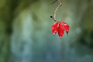 Wild Vine Prints: Single leaf with fruit cluster
