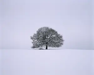 Contemplative Winter Scene Prints: Single limetree - winter