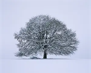 Snowy Linden Tree Prints: Single limetree - winter
