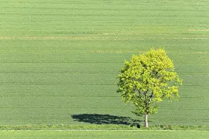 Deciduous Tree North Rhine Westphalia Prints: Single Maple (Acer) at the wayside in the field