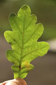 Empty Landscape Photography Prints: Single oak leaf in the sunshine
