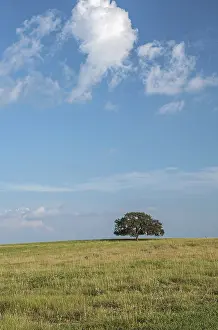 Oak Tree Landscape Prints: Single oak tree in an open field