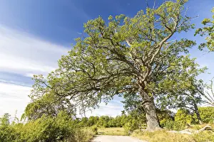 Deciduous Tree Near Water Prints: Single old tree, oak (quercus)