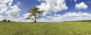 Springtime In Southern Germany Prints: Single pine with cloudy sky at Titting