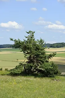 Agricultural Landscape Europe Prints: Single pine tree on a green meadow with fields in the background