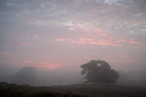 Coniferous Tree Landscape Photography Prints: Single pine tree in front of sunrise
