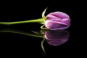 Isolated Pink Flower Prints: Single pink rose on black surface with reflection