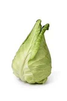 White Cabbage Prints: Single pointed cabbage vegetable on white background