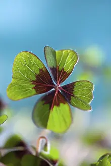 Four Leaf Clover Symbol Prints: Single quadruple