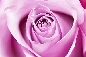 Single Rose Prints: Single rose, full size