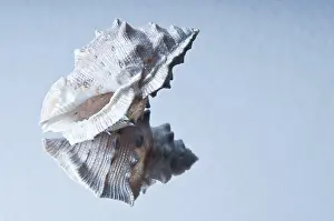 Soft Lighting Photography Prints: Single seashell reflected on a glossy surface with soft lighting