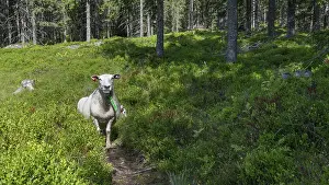 Scandinavian Livestock Farming Prints: A single sheep stands on a forest path