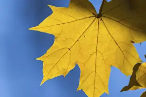 German Fall Foliage Prints: Single shiny maple leaf in front of a clear sky