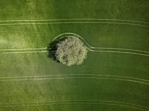 Upper Palatinate Scenery Prints: Single standing tree in a green field surrounded by continuous lines and shadows