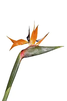 Houseplant Photography Studio Prints: Single Strelitzia
