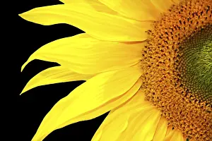 Agricultural Farming Prints: Single sunflower