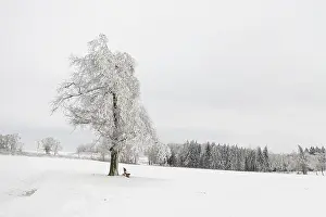 Single Tree In Snow Prints: Single tree and bench in the snow