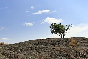 Rocky Coast Landscape Prints: Single tree growing on rock formation