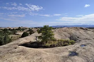 Desert Tree Prints: A single tree grows between rocks under a blue sky with few clouds