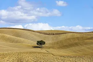 Central Italy Landscape Photo Prints: Single tree in hilly fields, against blue sky and white clouds