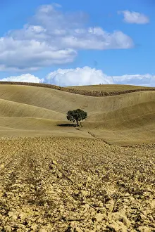 Single Tree In Field Prints: Single tree in hilly fields, against blue sky and white clouds