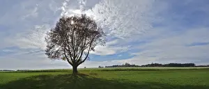 Atmospheric Photography Prints: Single tree against the light
