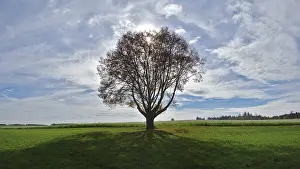 Silhouette Photography Prints: Single tree against the light