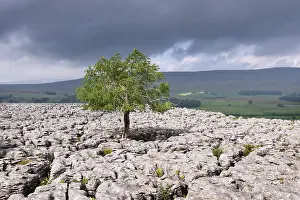 Cloudy Day Outdoors Prints: Single tree in limestone landscape