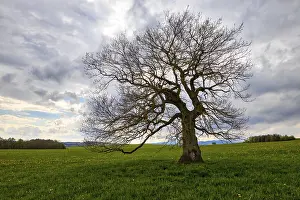 Lone Tree Photography Prints: Single tree in a meadow with clouds