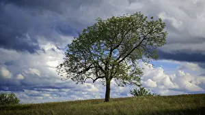Solitary Tree Prints: Single tree in a meadow under dramatic sky with clouds