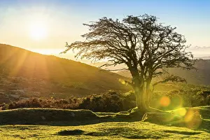 Solitary Tree Prints: A single tree in the rays of the rising sun