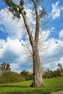 Solitary Tree Prints: A Single Tree Standing Alone with Blue Sky and Grass