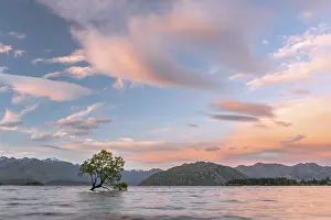 Single Tree In Water Prints: Single tree standing in the water