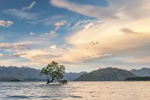 Otago Region Tourist Attraction Prints: Single tree standing in the water