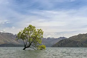 Single Tree In Water Prints: Single tree standing in the water