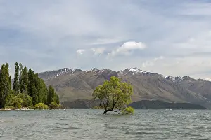 Single Tree In Water Prints: Single tree standing in the water