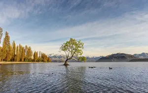 Lake Wanaka Views Prints: Single tree standing in water, The Wanaka Tree