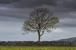County Clare Scenery Prints: Single tree with a stone wall and a dramatic sky