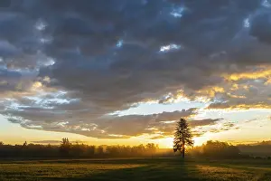 Wetland Biotope Images Prints: Single tree in front of a sunset in a field