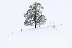 Deserted Winter Landscape Germany Prints: Single tree in winter landscape