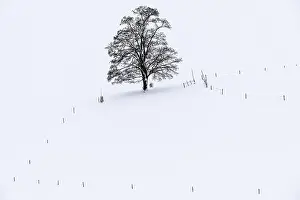 Single Tree Winter Landscape Prints: Single tree in winter landscape