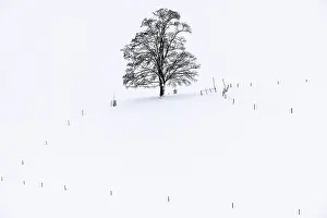 Central Europe Winter Photography Prints: Single tree in winter landscape