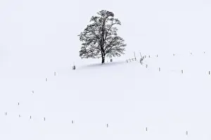 Bavarian Countryside In Snow Prints: Single tree in winter landscape