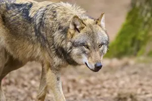 Canis Lupus Habitat Prints: A single wolf moves in the forest