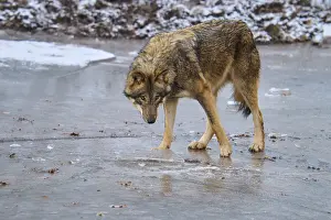 Wolf In Winter Prints: A single wolf standing on ice and looking down