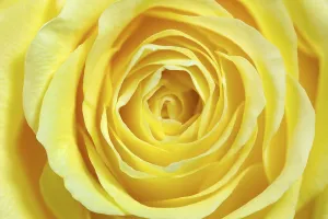 Yellow Rose Prints: Single yellow rose, full size