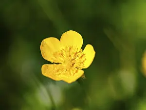 Upper Bavaria Nature Photos Prints: Sitfast (Ranunculus repens), Piding