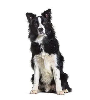 Cute Dog Prints: Sitting Border collie looking at the camera