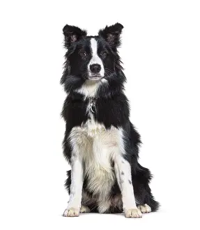 Black And White Dog Prints: Sitting Border collie looking at the camera