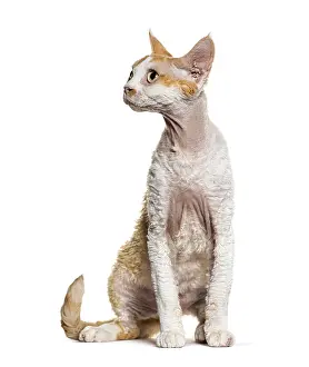 Pedigree Cat Portrait Prints: Sitting Devon rex cat looking away